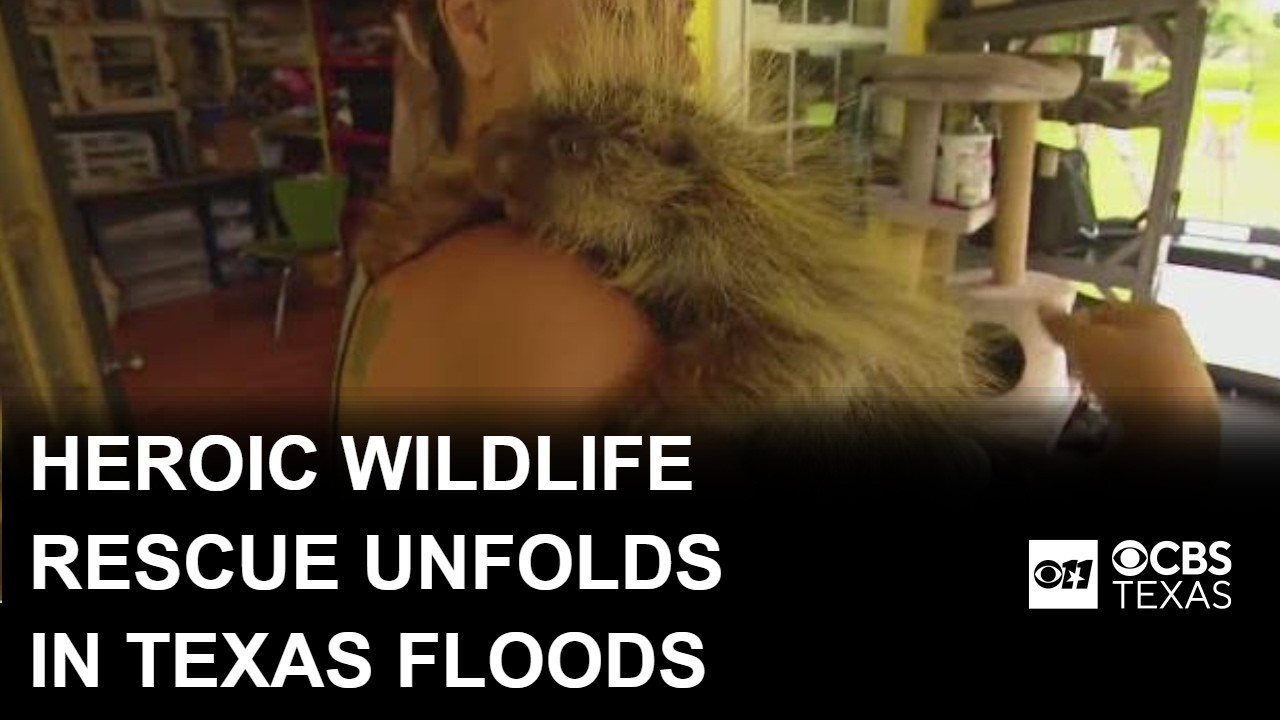 Heroic wildlife rescue unfolds as Guadalupe River flash flood strikes