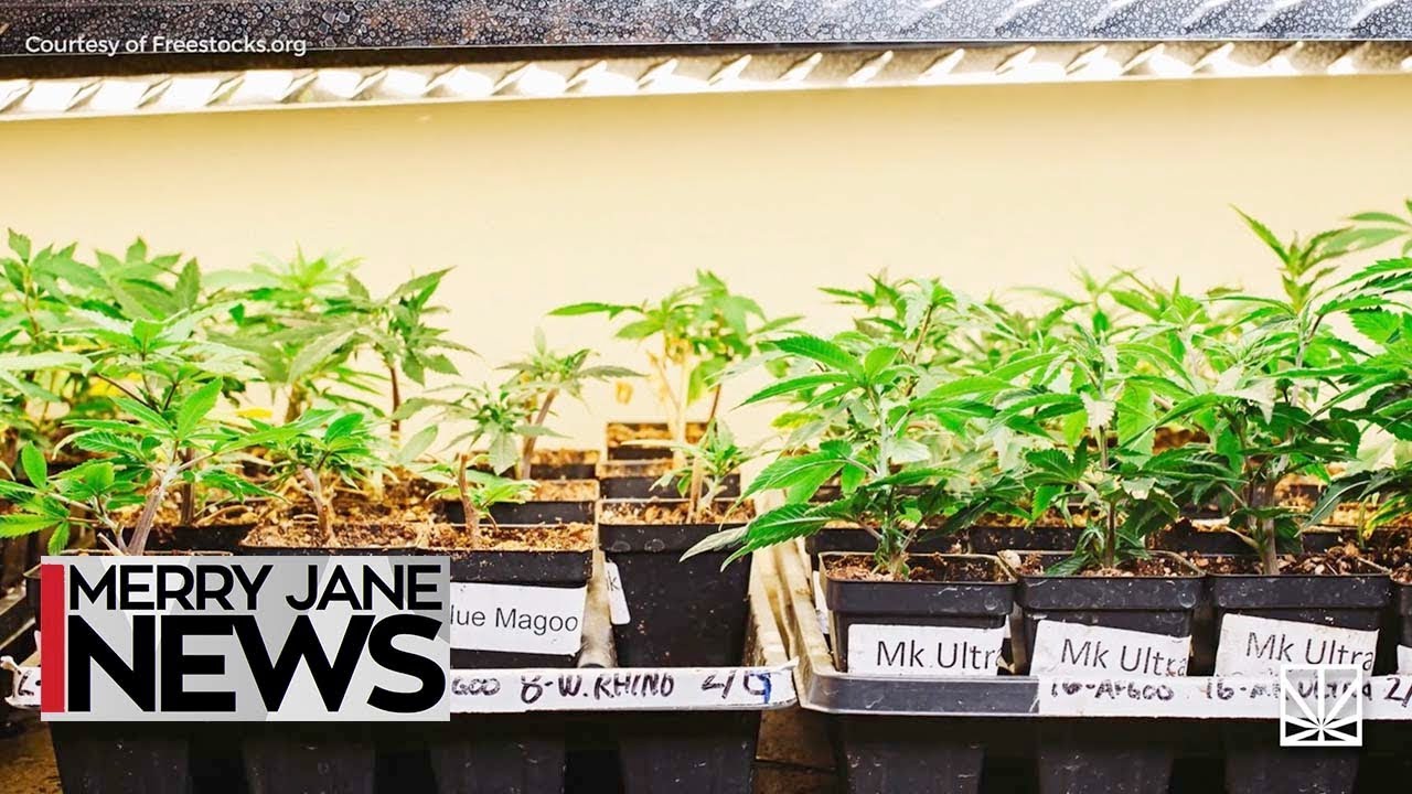 How to Find the Perfect Weed Strain for You | MERRY JANE News
