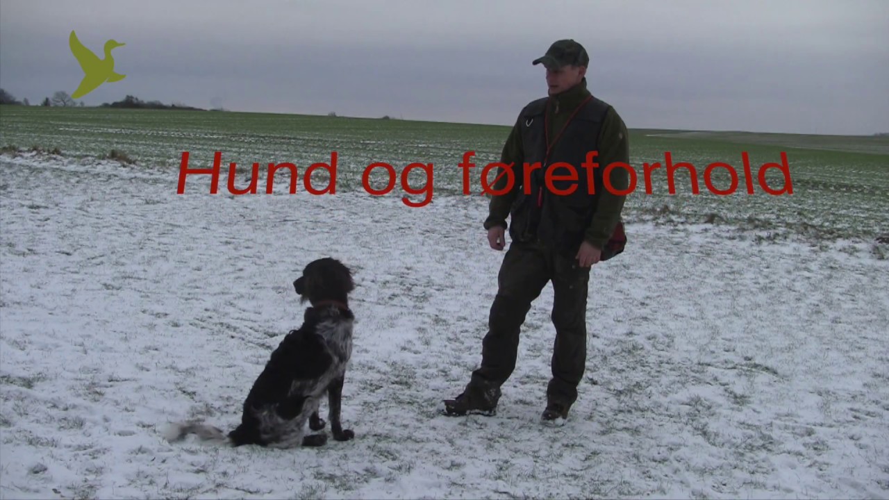 Sako: Dæk - grundtræning af ældre hvalp