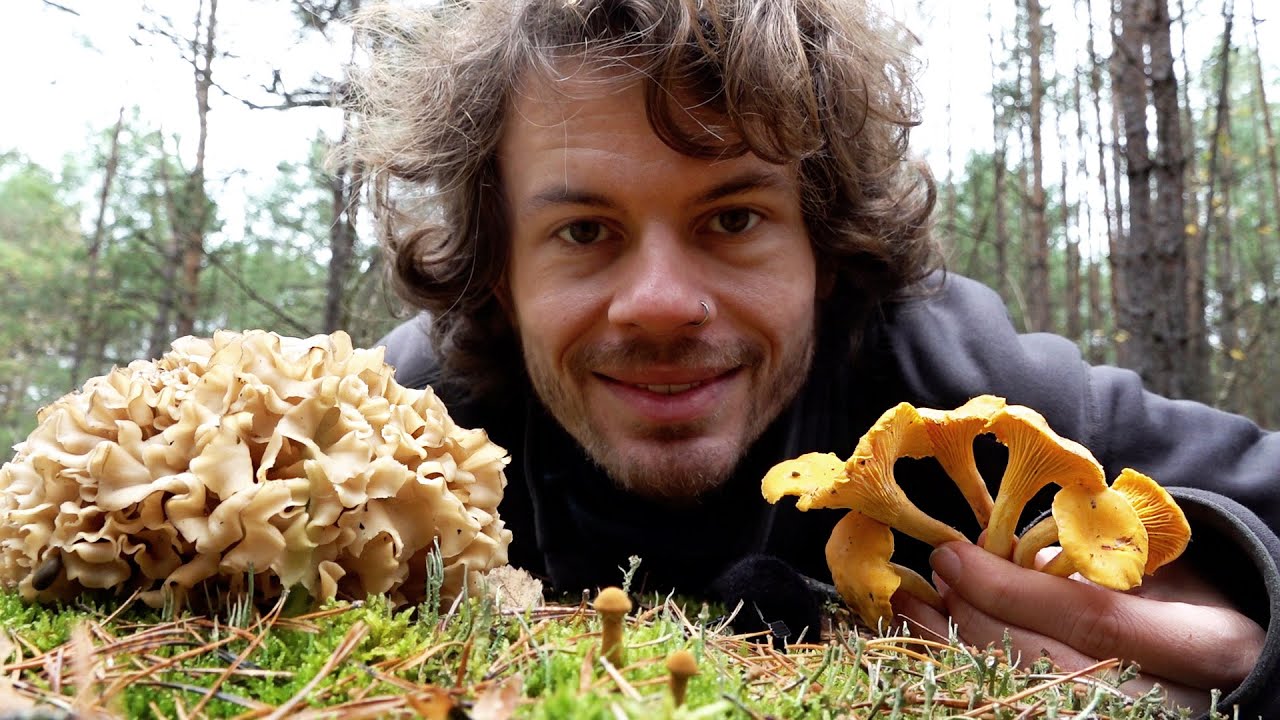 Pilze, Wurzeln und Vampire - Pilze Sammeln im November