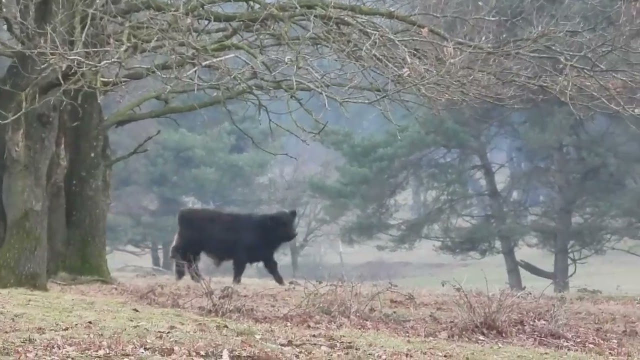 koeien Elst