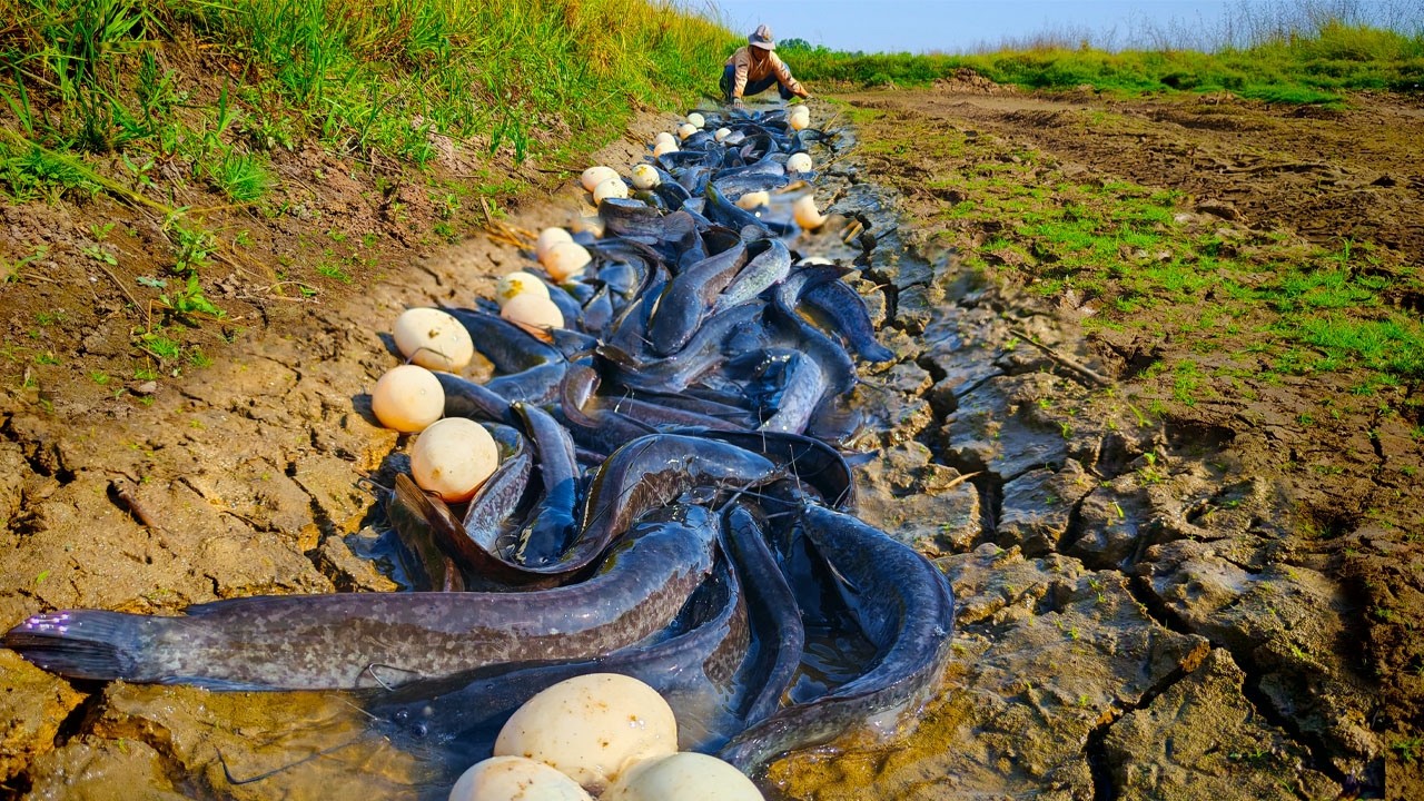 WOW WOW WOW - A fisherwoman catch a lot of catfish in the rice field near the road by best hand