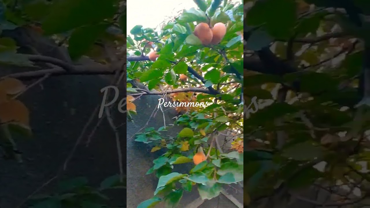 persimmons about to ripe  #fruits #nature #karakoram #himalayas #mountains  #bts #btsarmy #travel
