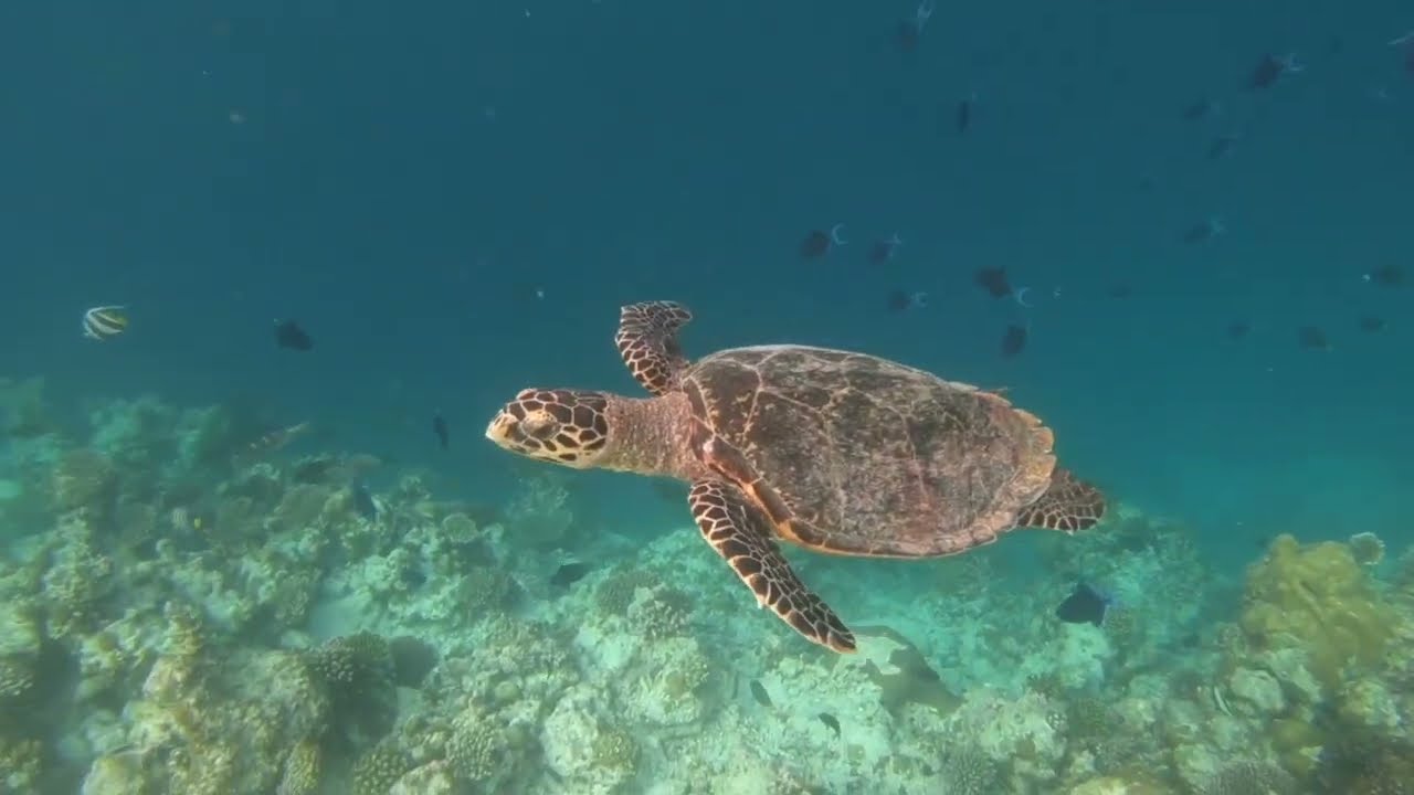 Filitheyo Island Resort Maldives
