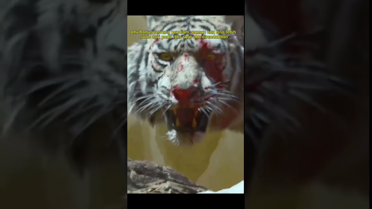 STORY'WA HARIMAU PUTIH NGAMUK || SERAM GAYS🐅🐅🐅