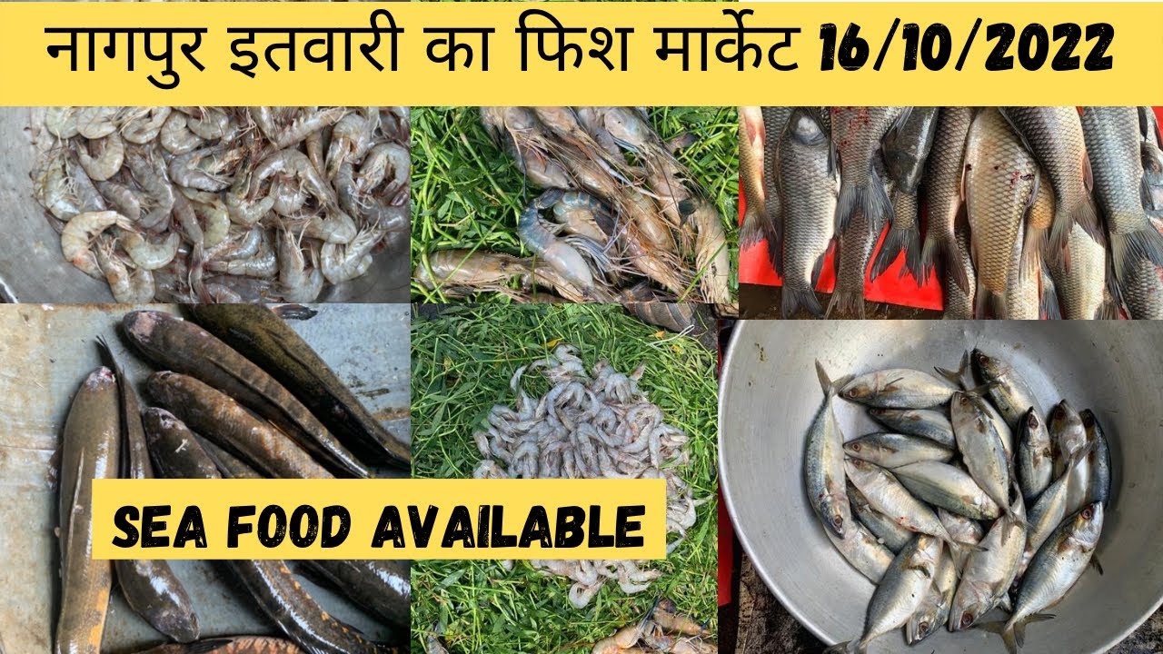 Fish Market Nagpur Today 16/10/2022 |Itwari Fish Market || Sea food available || Nagpurkar Nishant