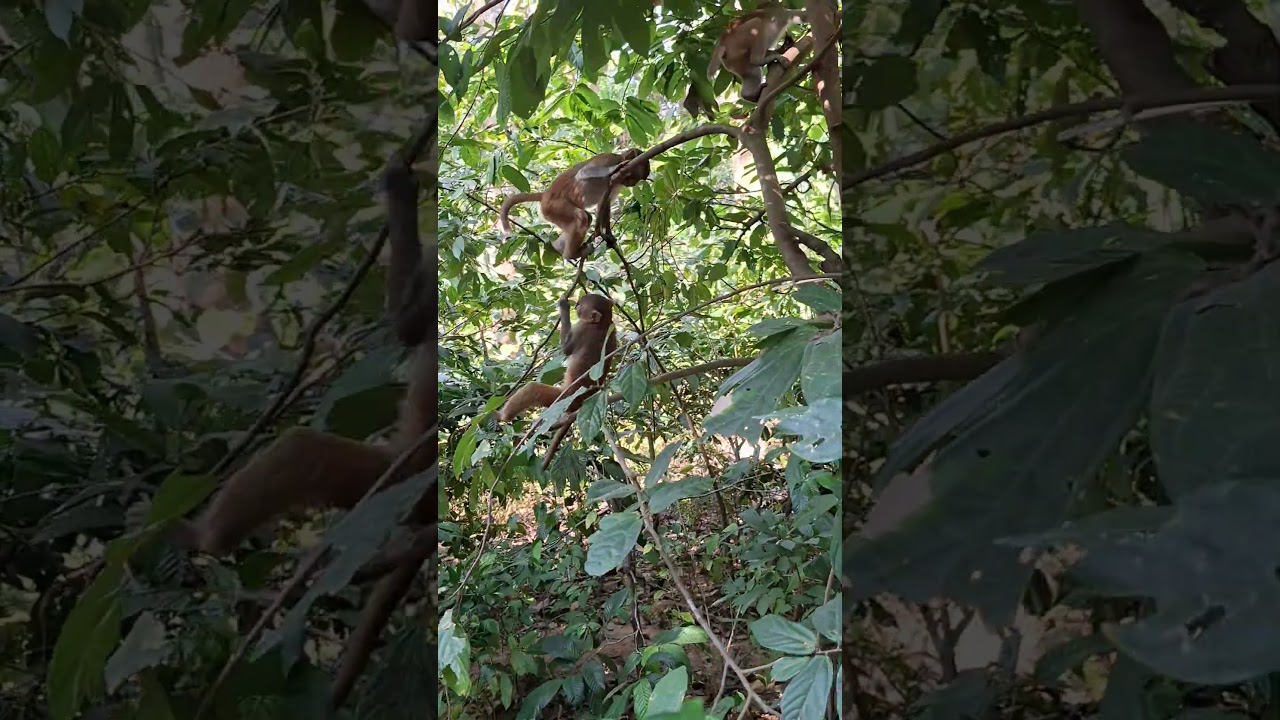nice monkey  activities 