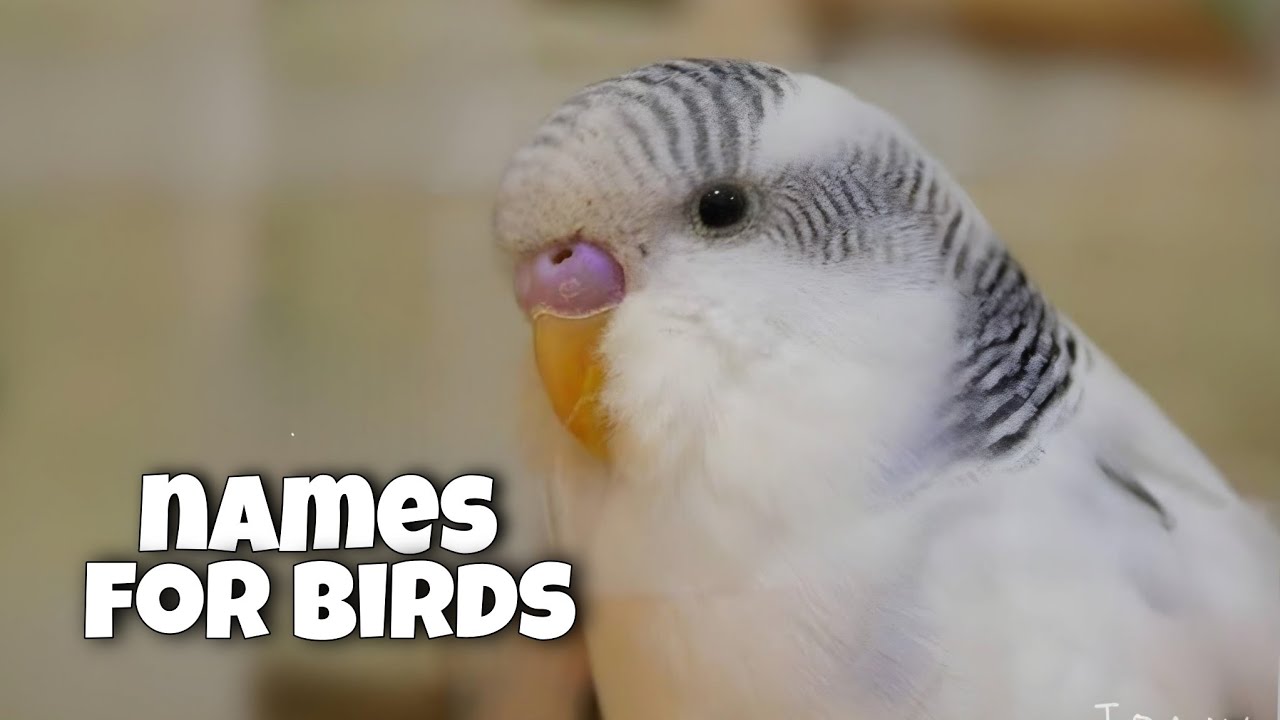 150+ Budgie Names!