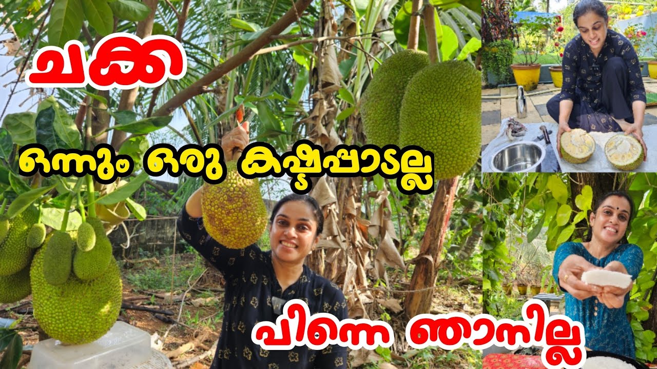 ചക്ക ചക്ക ചക്ക 👌 | നാടൻ വട്ടയപ്പം | Kerala Style Soft Vattayappam Recipe Malayalam/Breakfast Recipe