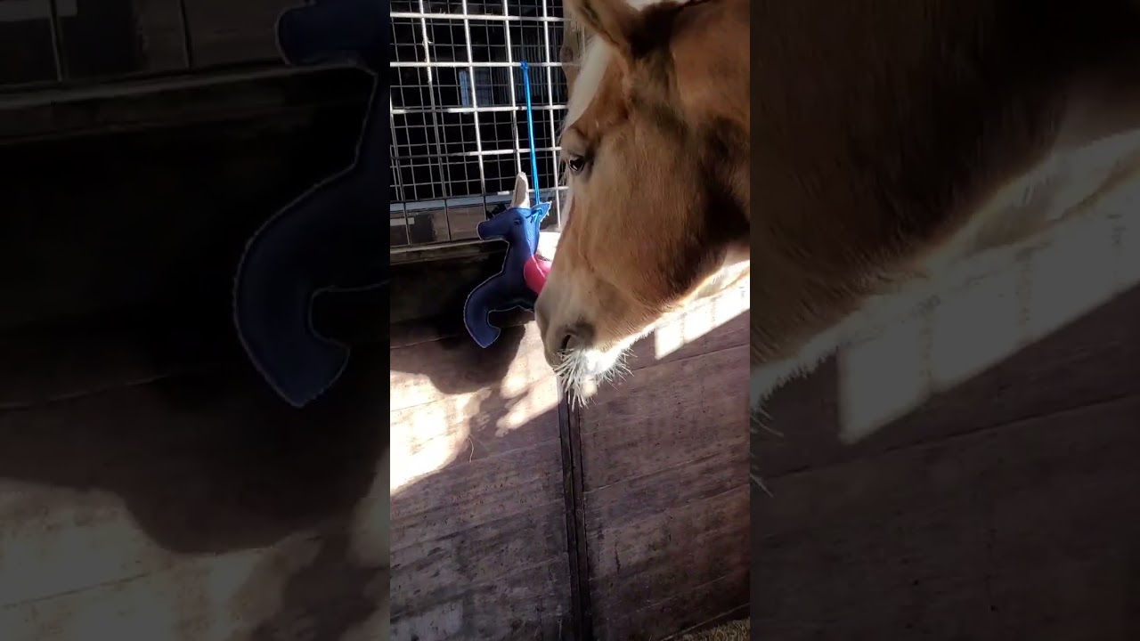 Voorkom verveling op stal
