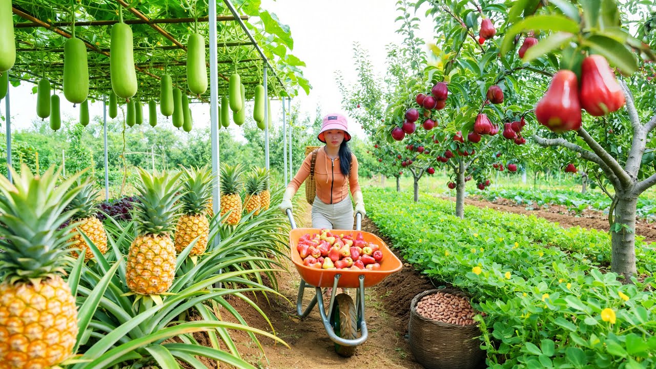 Harvest, Sell, Cook: Pineapple, Bottle Gourd, Plums, Peanuts - Farm Life: Grow Vegetable, Livestocks