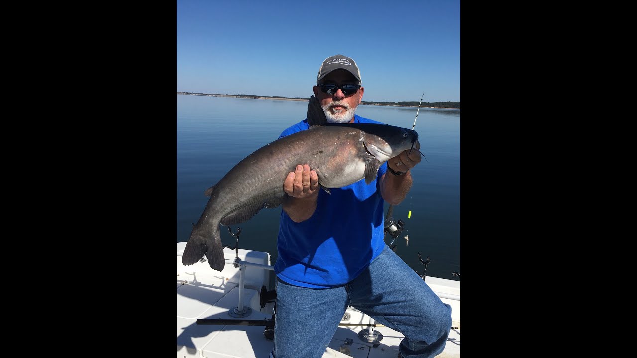 Does Dove Meat Make Great Catfish Bait? (part1) 