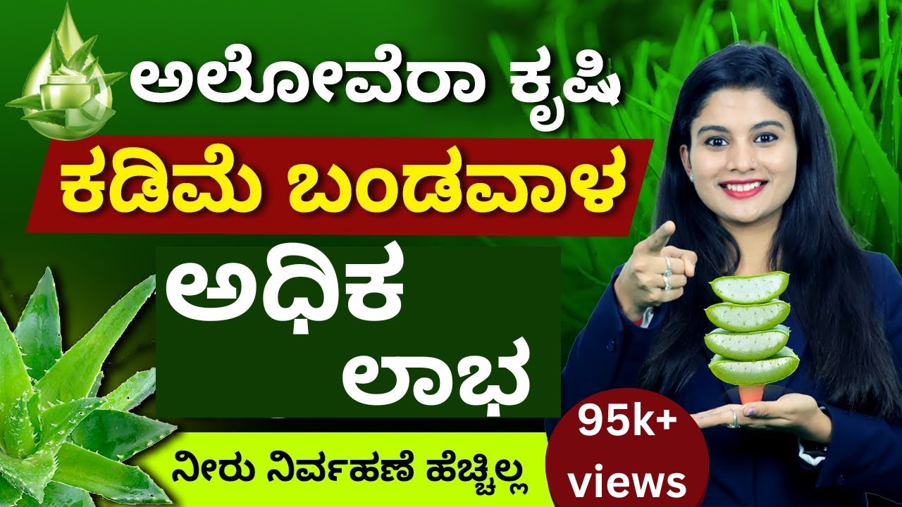 Big Income with Low Investment-Aloe Vera Cultivation|Aloe Vera Farming in Kannada| ಅಲೋವೆರಾ ಕೃಷಿ