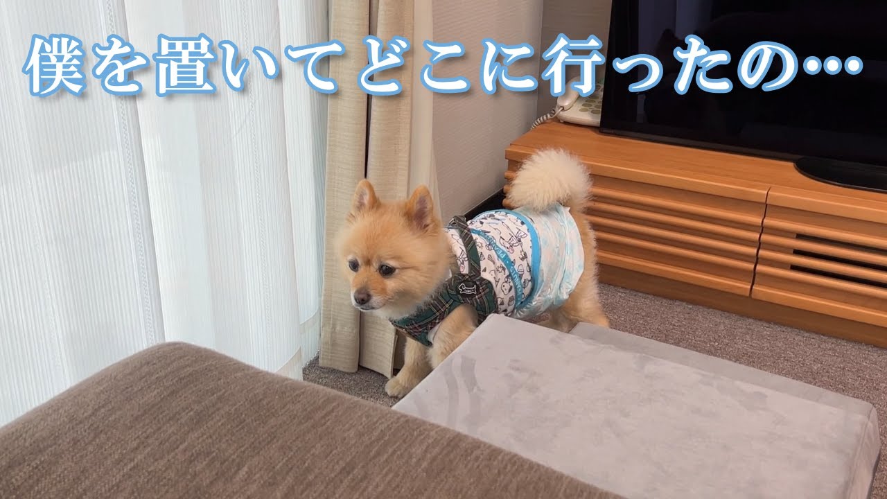 【お留守番】息子不在で明らかに元気がないポメラニアンのポメくん