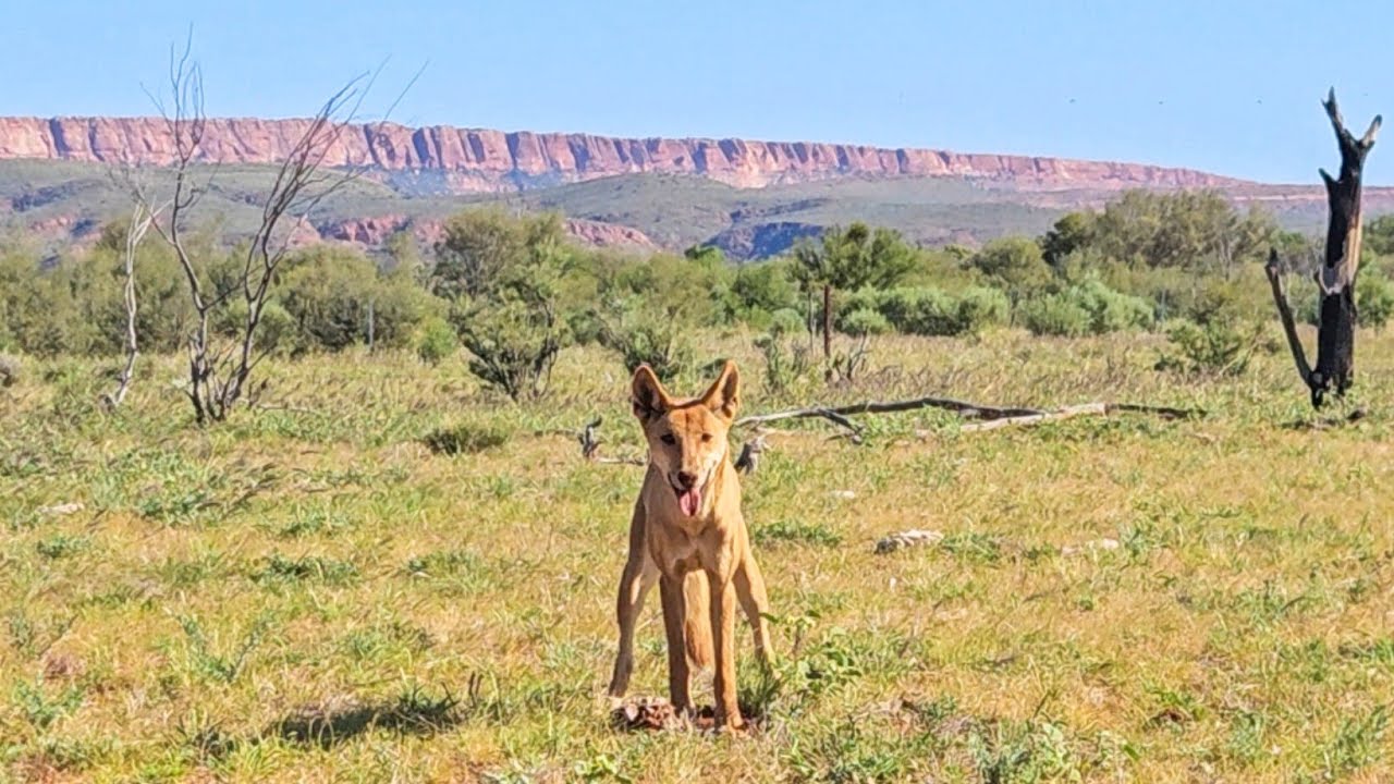 wild Australian dingo encounter