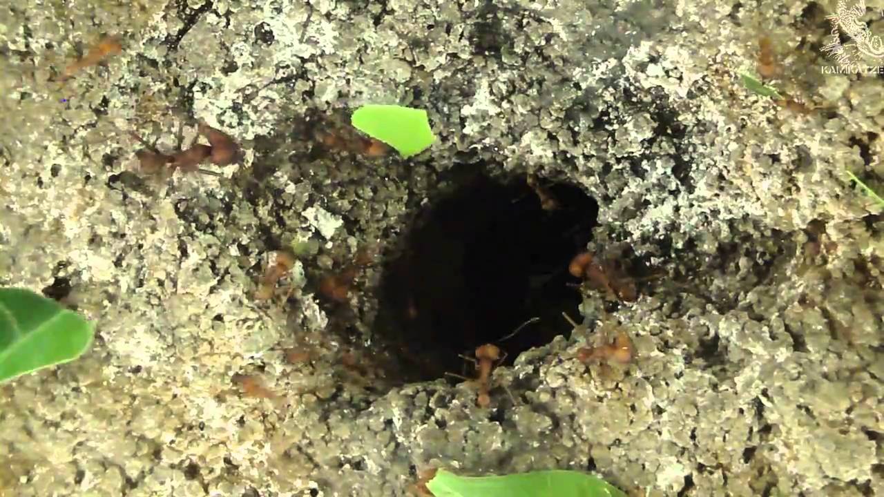 Leafcutter Ants @ Zoo Schönbrunn