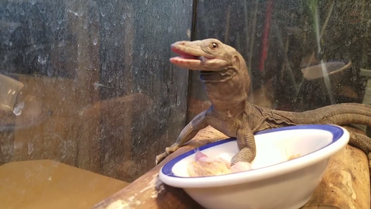 BLACK DRAGON BIG BREAKFAST feeding baby water monitor lizard