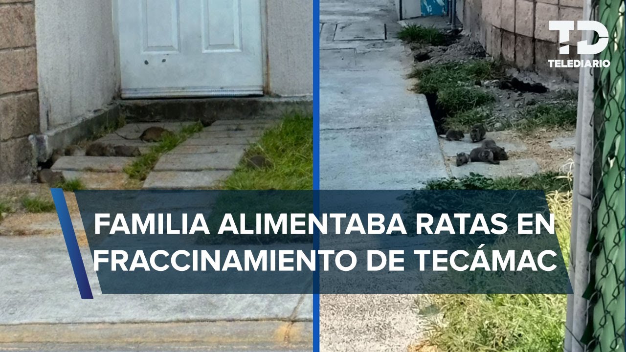 Plaga de ratas invade fracc. en Tecámac por familia que las alimenta: “Hasta les puso nombres”