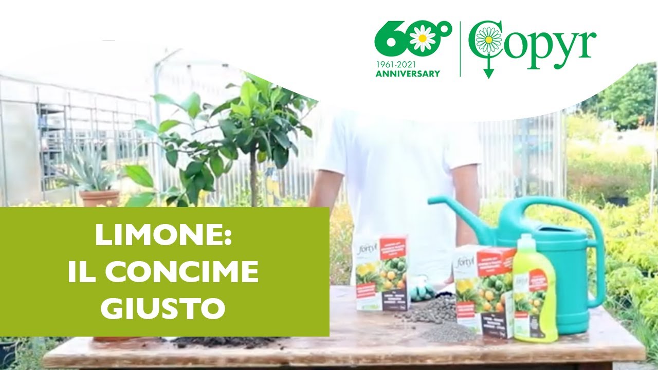 Come concimare il limone e gli agrumi