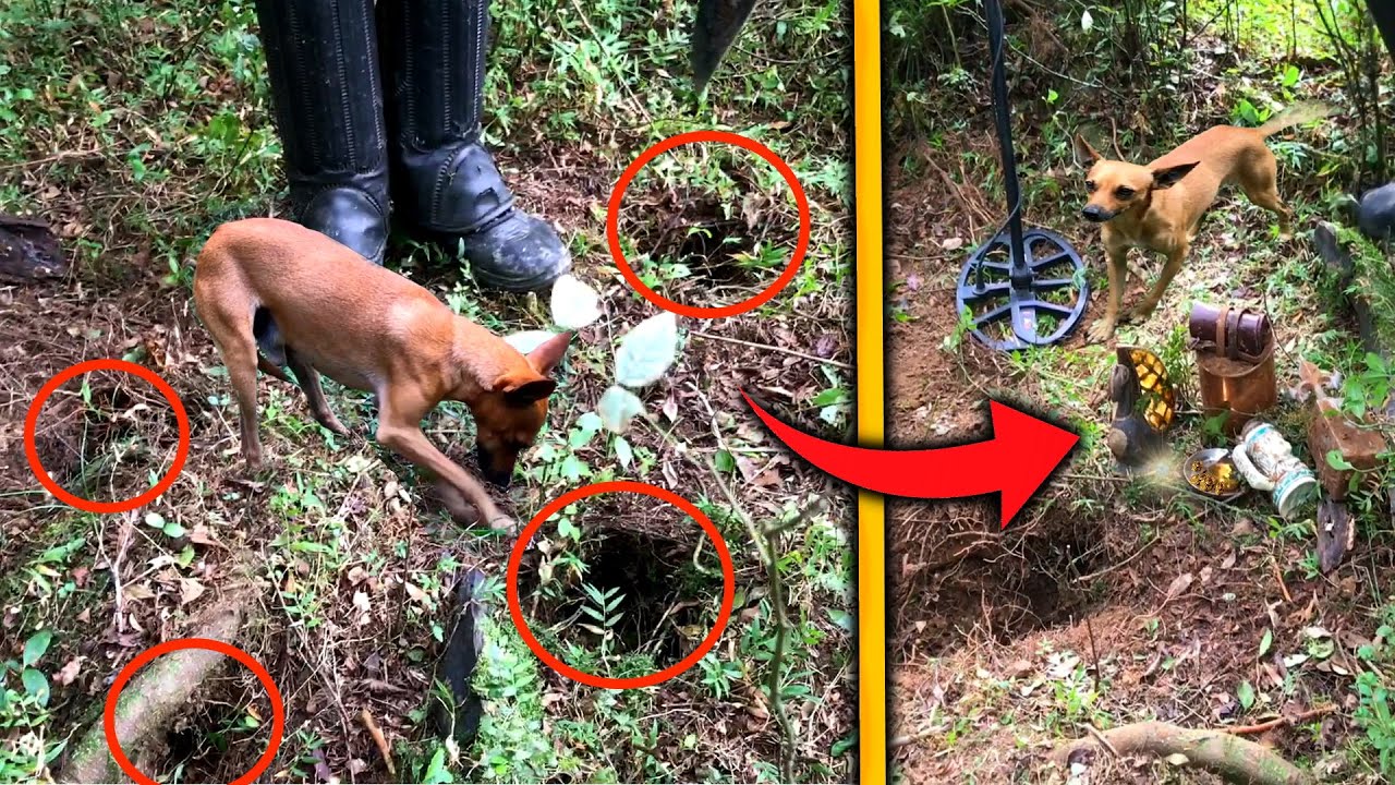 4 buracos misteriosos na floresta escondia um grande Tesouro [ Jack Charles ]