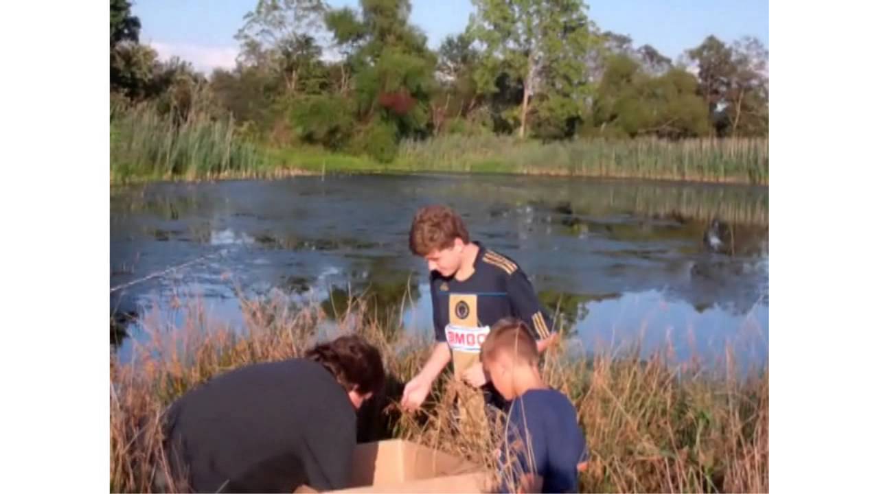 Raising Mallard Ducks