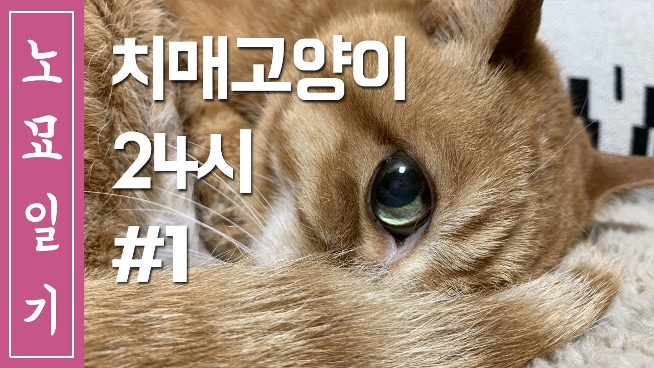 [노묘일기] 18세 치매고양이의 하루 #1