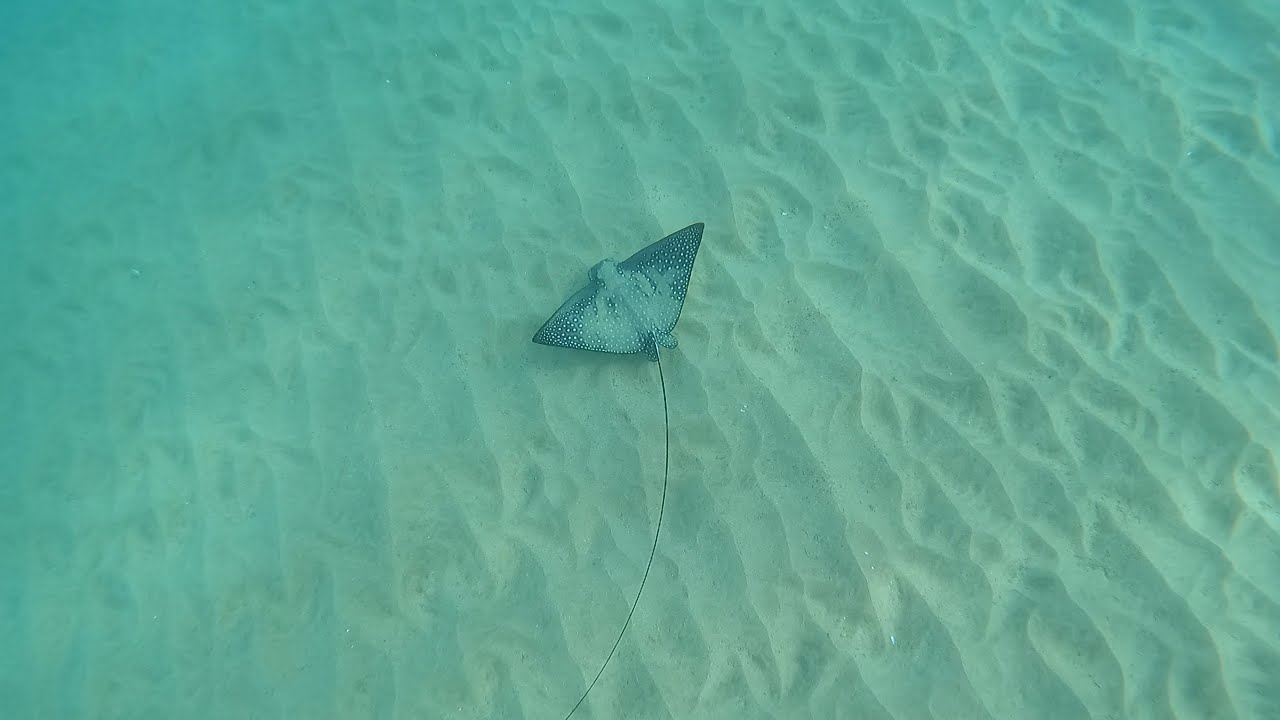 Spotted Eagle Ray & Whale Songs