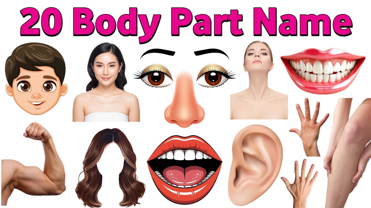 20 Body Parts Names in English | Body Parts for Kids | Learn Body Parts | Kids Vocabulary kids video
