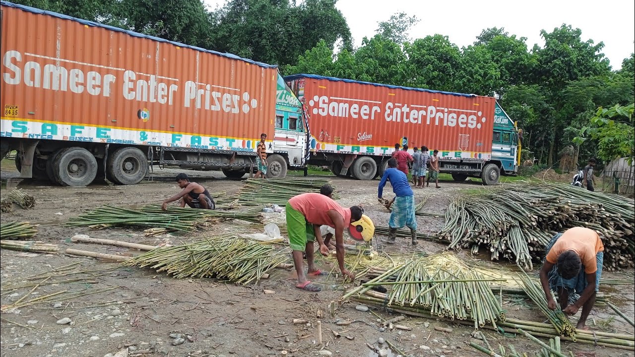 ASSAM BAMBOO SUPPLY ALL INIDA. ASSAM BAMBOO MARKET IS THE ONLY YOU TUBE CHANNEL THAT COVER BAMBOO.