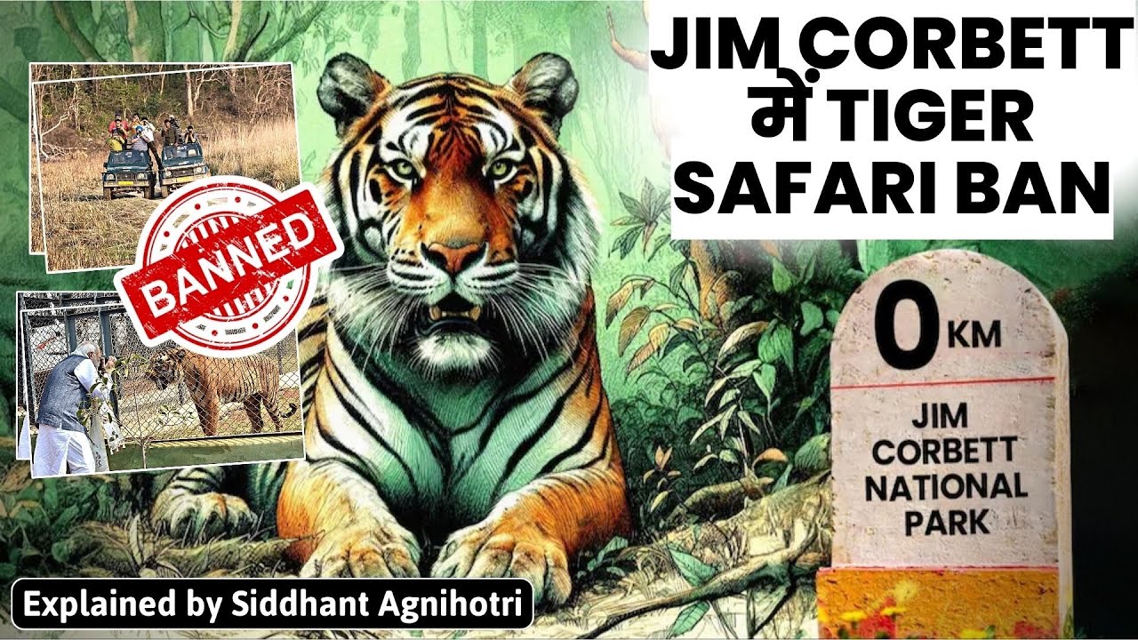 Are Tiger Safaris Banned In India? All You Need To Know About SC's Verdict In Jim Corbett Case