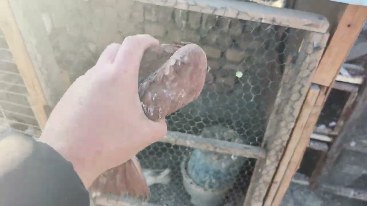 اليوم فيديو بس مطيار الطيور🕊 ضيعنه واحد😱 اشواف تور🕊وين صعديت 