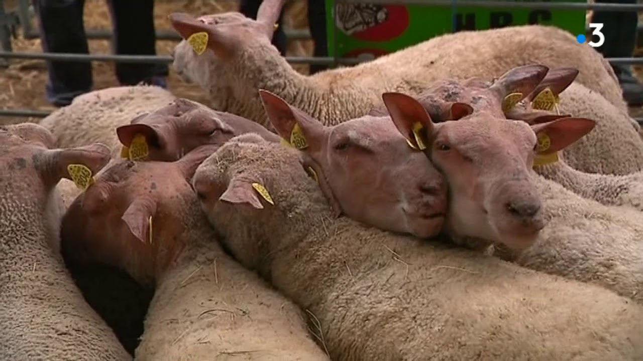 1001 moutons à Bellac