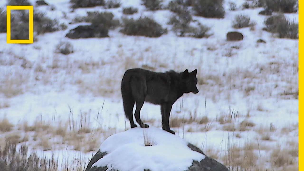Les incroyables conséquences de la réintroduction des loups dans le parc de Yellowstone