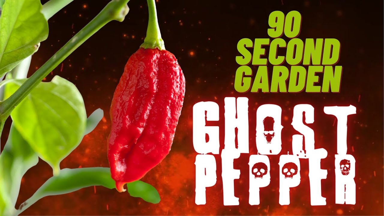 Ghost Peppers explained in under 90 Seconds!