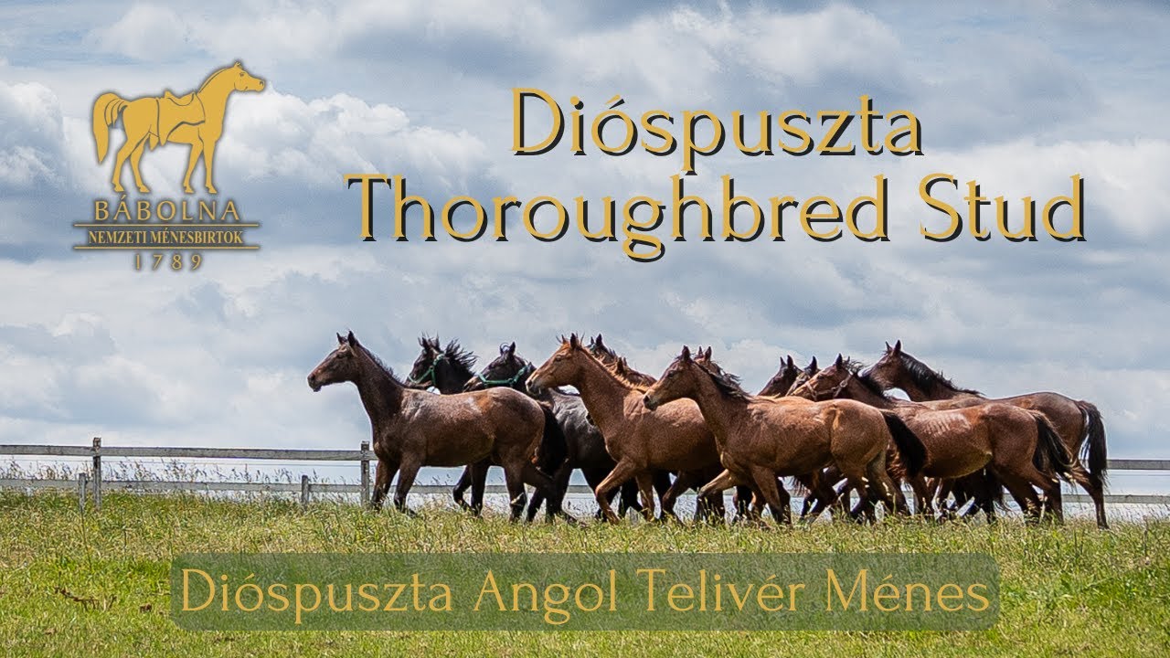 Dióspuszta – the home of racehorse breeding