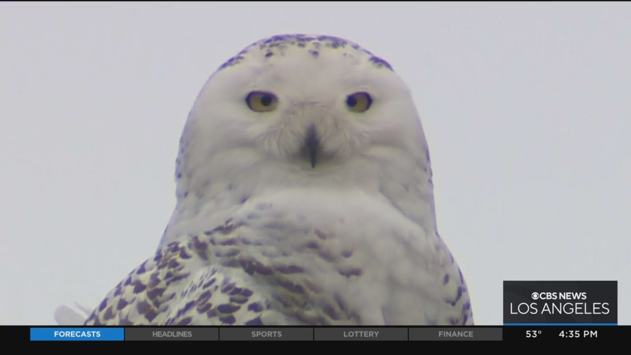 Crowd continues to grow as birders take rare opportunity to observe snowy owl in Cypress