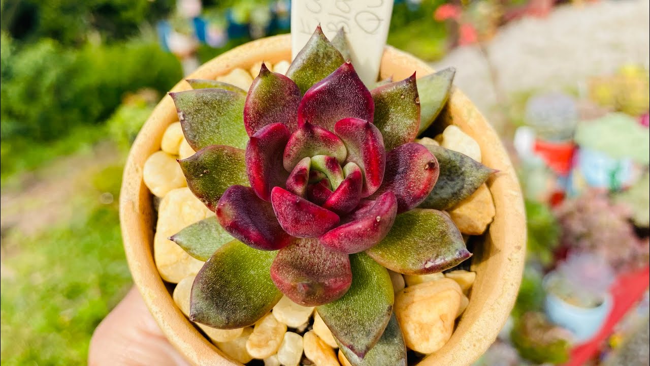10 SUCULENTAS DE SOL PLENO PARA VOCÊ COLECIONAR E  CULTIVAR NO SEU JARDIM 🪏 🪴