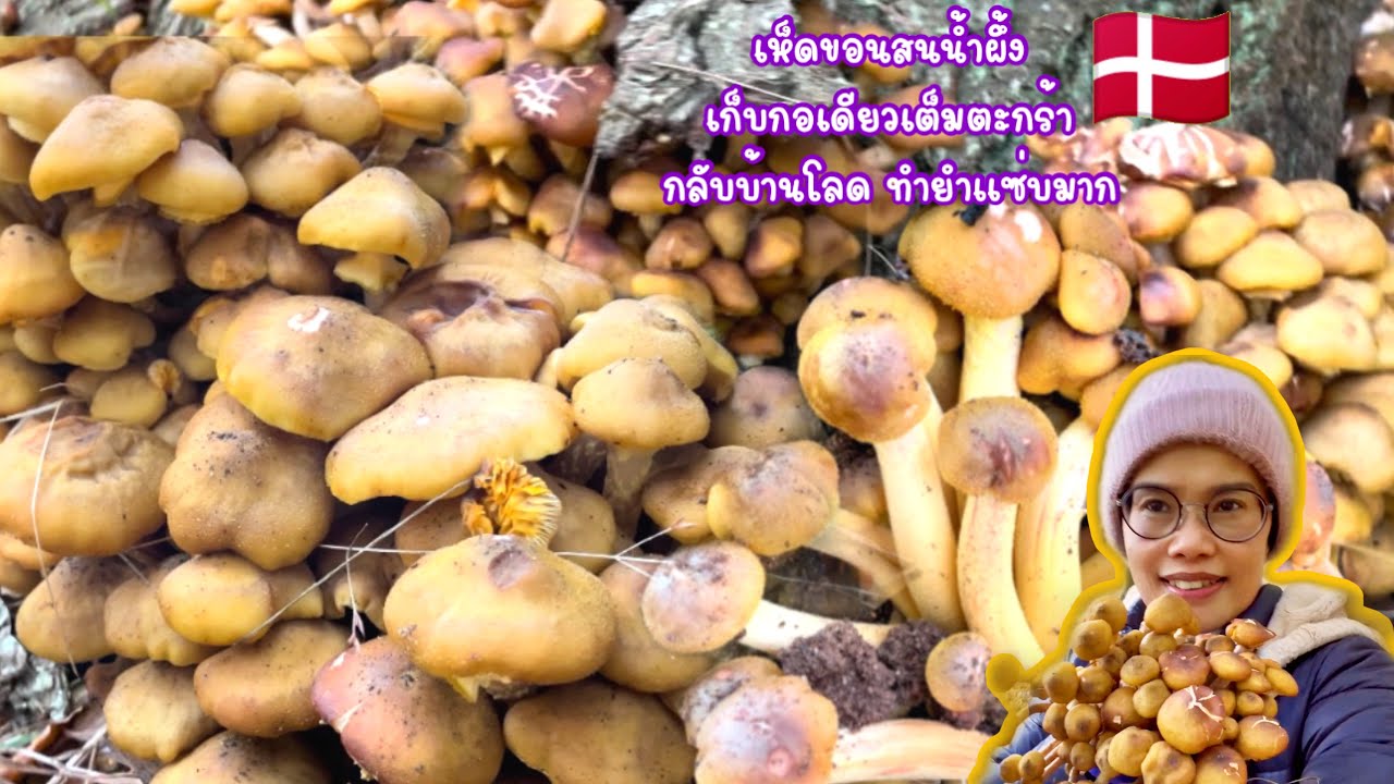 เห็ดขอนสนอวบอิ่ม สมบูรณ์มาก เกิดรอบโคนต้นไม้ เยอะจริงไรจริง เก็บกอเดียวกลับบ้านได้