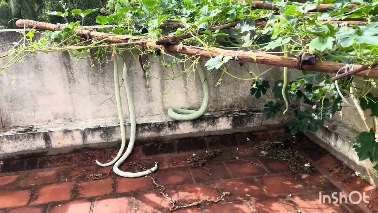 அதிரடியான அறுவடை …பாம்பு புடலை…|| Nila Rangoli and madithottam # kitchen garden harvest 