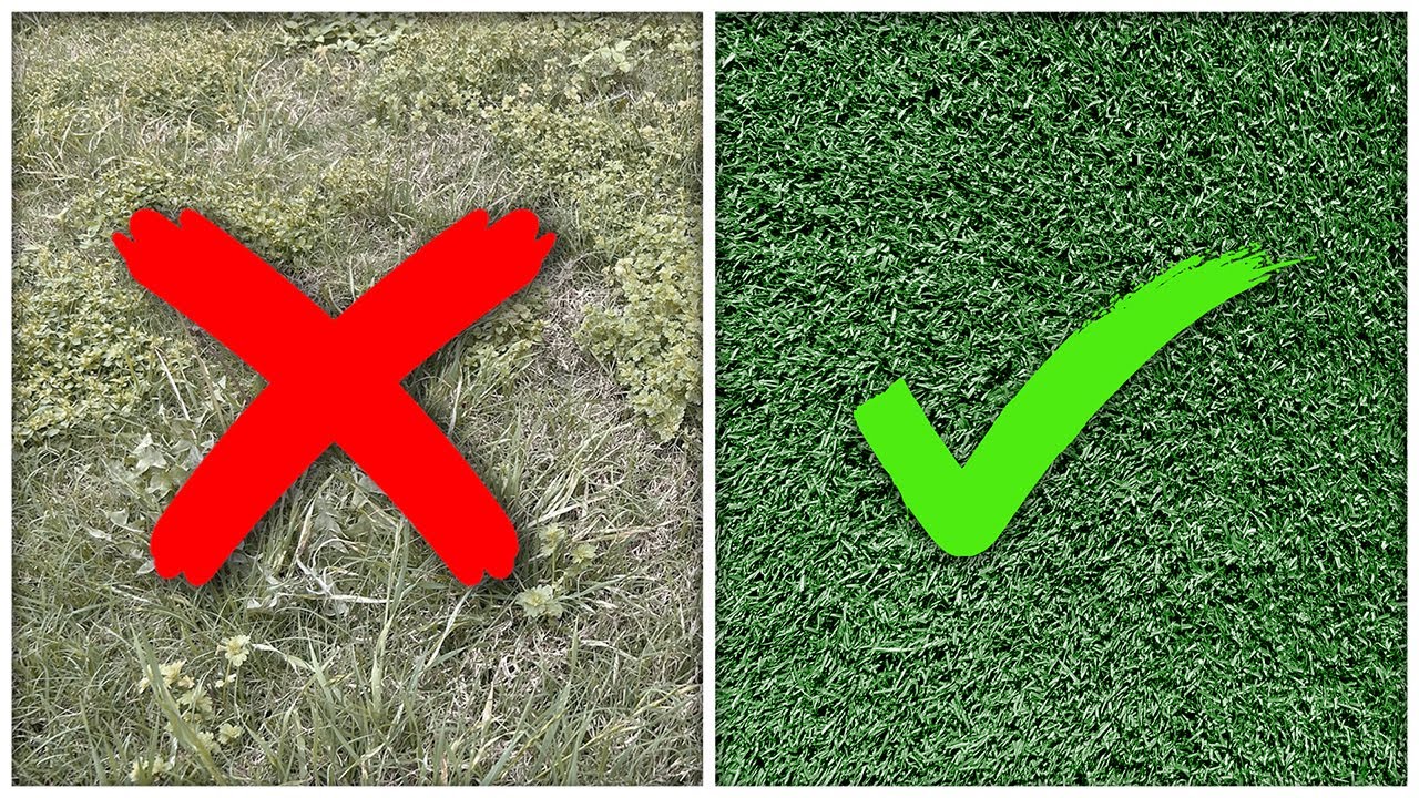 People are STILL Making These MISTAKES In Their Bermuda Lawns (Let's Fix  It)
