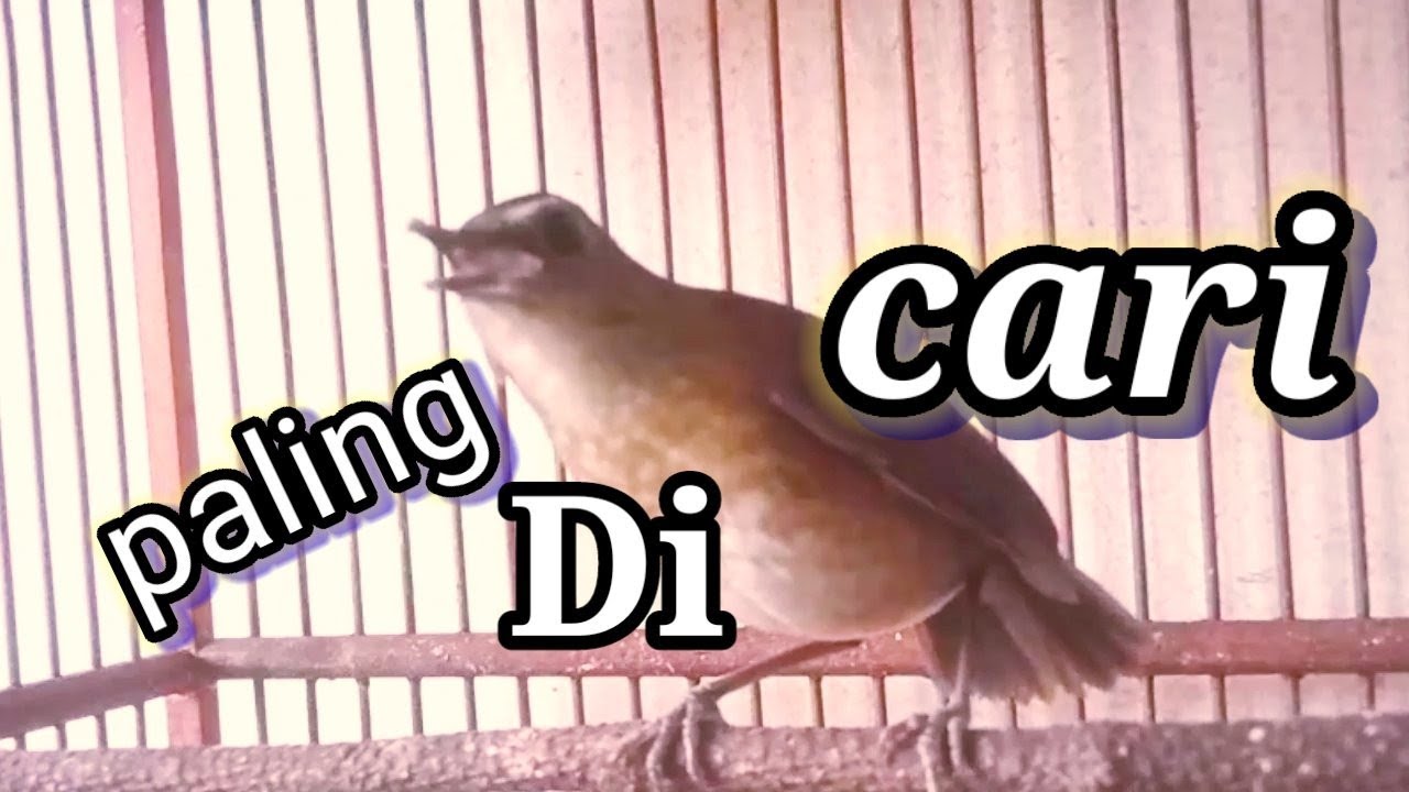 jongkangan cokelat gacor,ngerol paling di cari