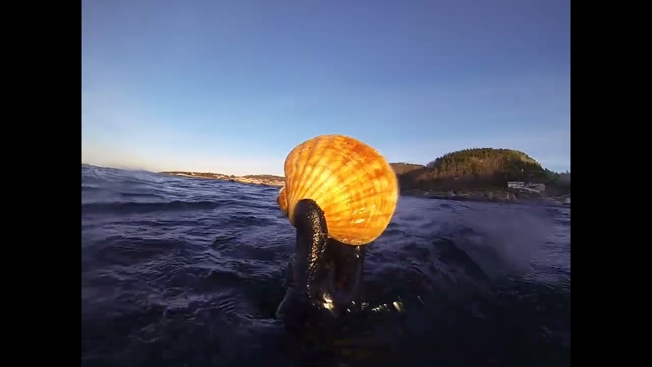 Dykking etter kamskjell utenfor Trondheim