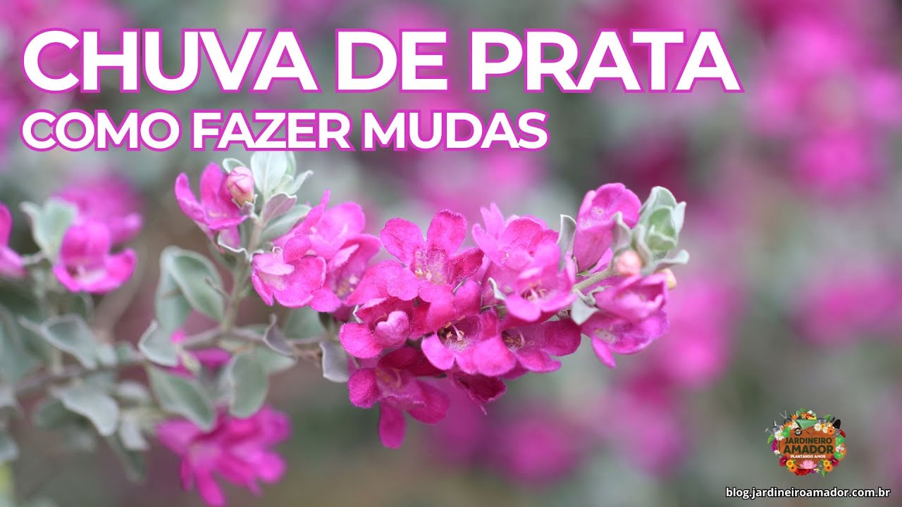 Como Fazer Mudas de Chuva de Prata | Passo a Passo
