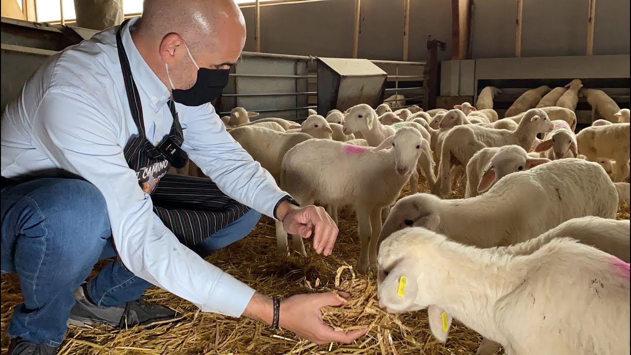 Descubriendo como viven las ovejas en Dehesa de los Llanos