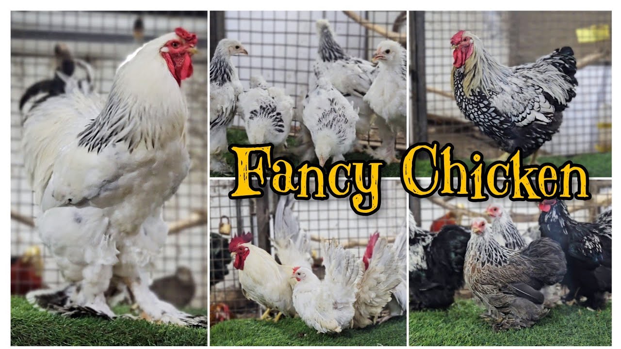 Gaint Brahma Chicken and fancy Hens Antique Murga Murgi at STAR GOATS FARM Tauseef 9892540806 Mumbra