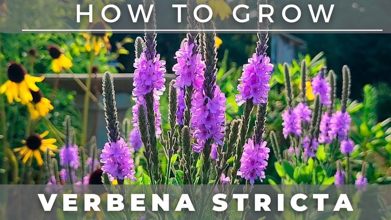 Hoary Vervain - Native Plant Profile
