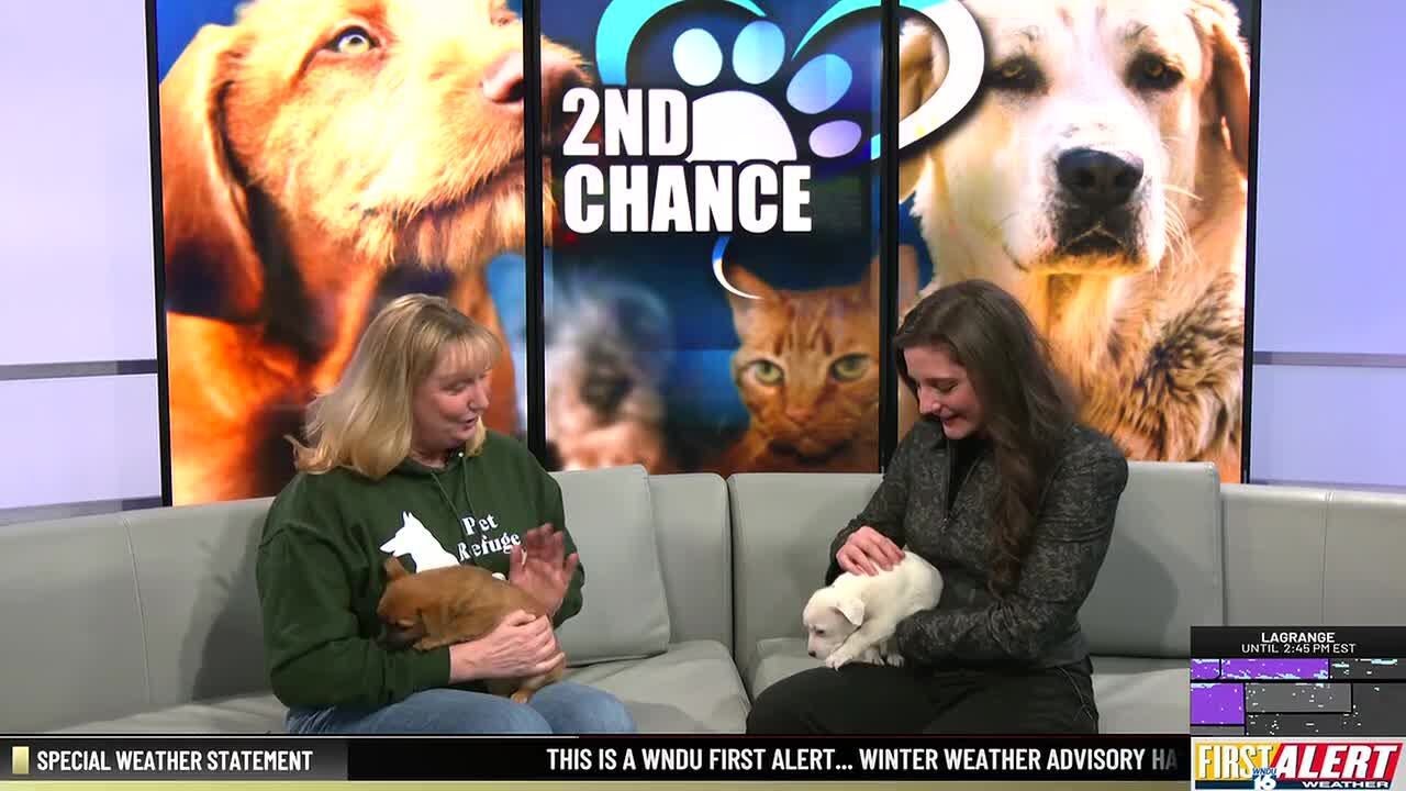 2nd Chance Pets: Spud and Tater