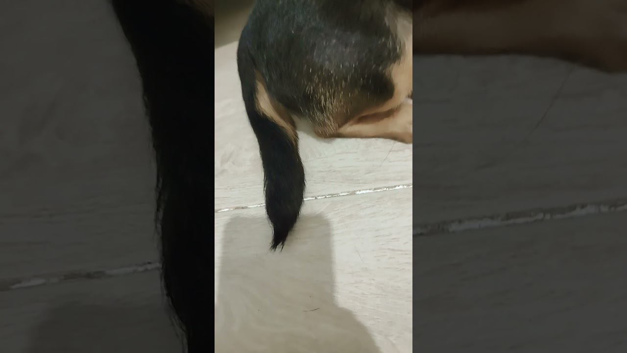 dog4