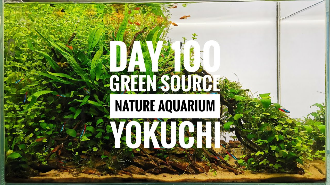113. Akwarium naturalne po 100 dniach od startu | Yokuchi