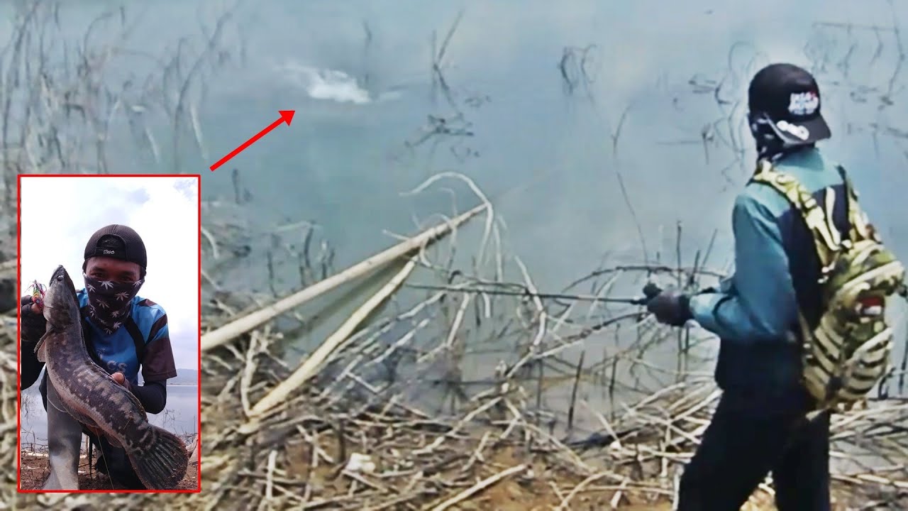 Sensasi Mancing Toman Di Danau Jatigede! Lure JF Geol Sampe Dibawa Kabur